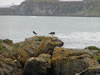 Isle of Eigg