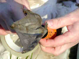 Swan Ringing